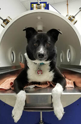RAPS Offers Canada's ONLY Hyperbaric Oxygen Therapy - RAPS ANIMAL HOSPITAL